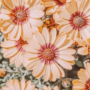 Meet your Posher, Bree